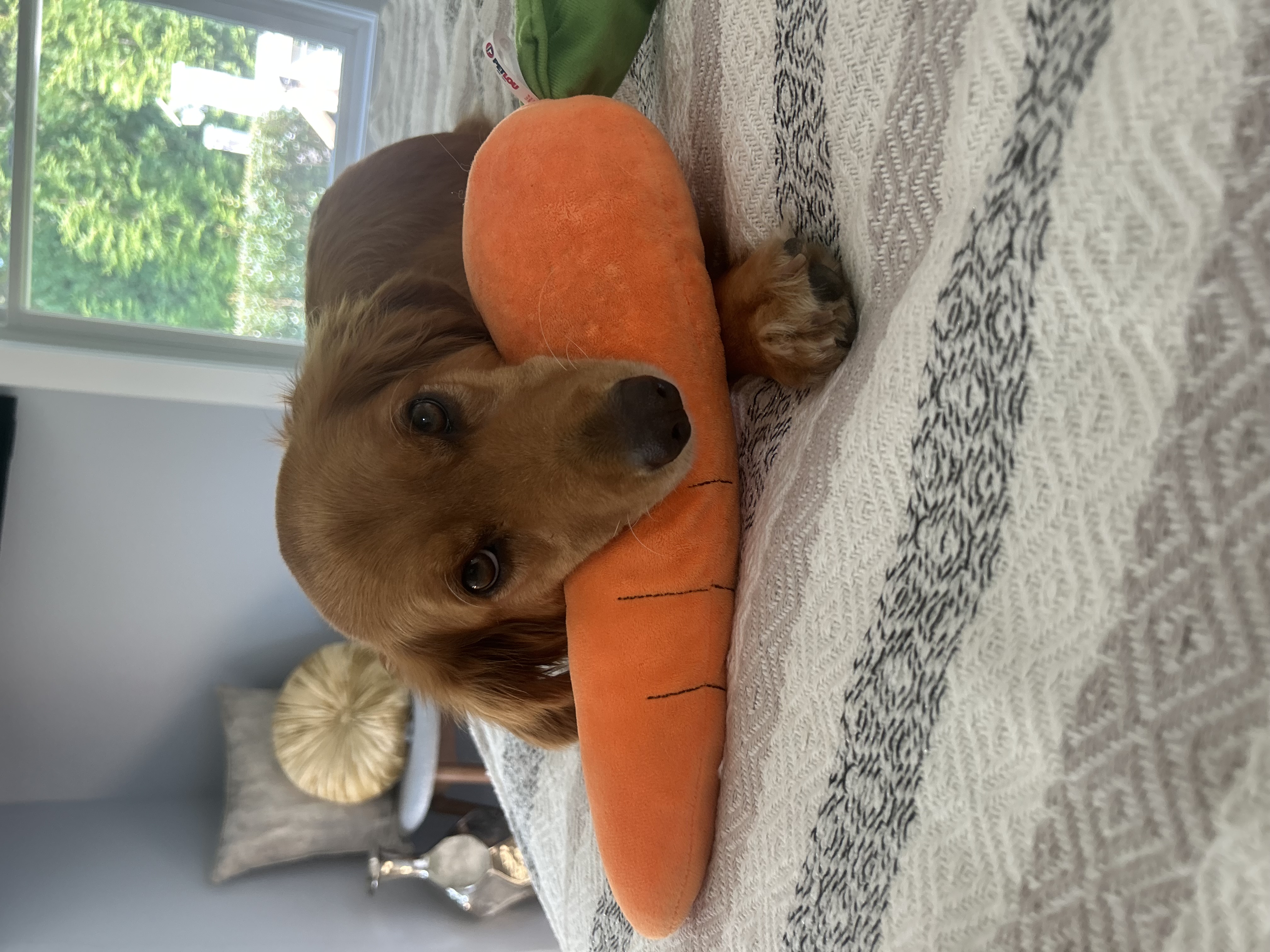 louie